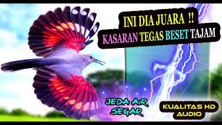 Masteran Burung Kasar Tajam Mbeset Mewah