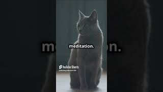 Cat Stress Free Life Lessons