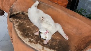 Cat that was cleaning itself fell from its seat to the ground when it saw the food