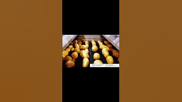 Potato food washing and sorting machine #Automation machine equipment #Belt conveyor #Drum conveyor