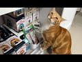 Unboxing my monthly feline food a cat parents shopping haul