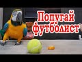 Попугай футболист. Говорящий попугай играет в футбол. Попугай Рома играется с бумажками и  коркой.