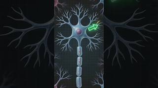 Neuron explained in Bengali । Class 10 Science