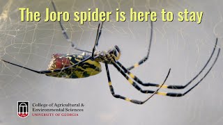 The Joro spider is here to stay
