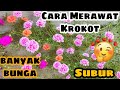 Cara Merawat Krokot Agar Subur Dan Berbunga