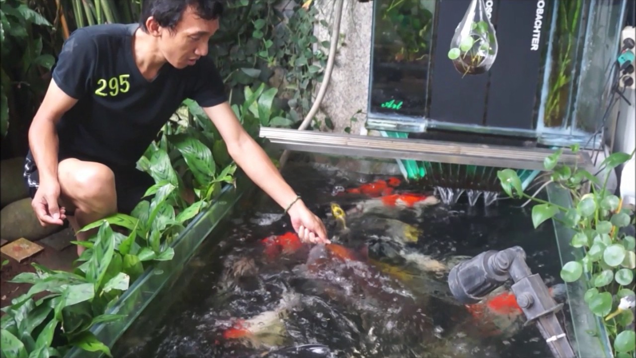 Koi pond design ( Feeding koi, in glass pond with chamber filter ), no