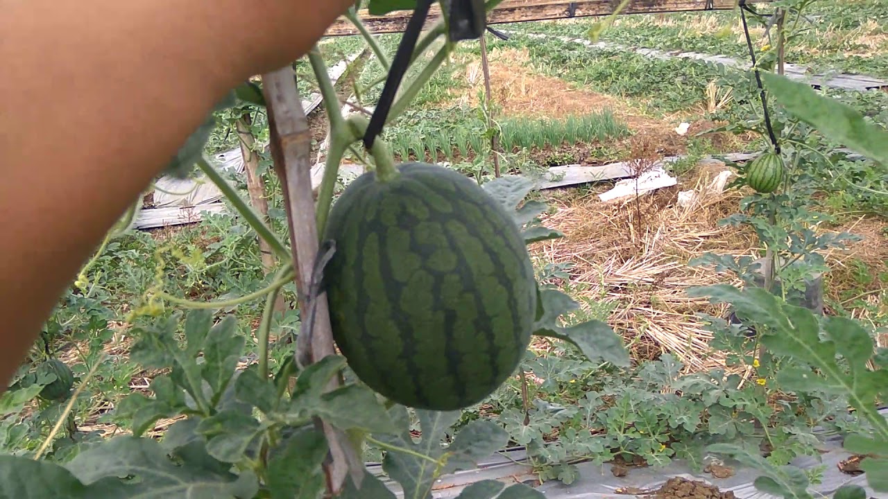 Menanam Buah Semangka 