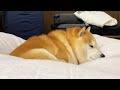 お布団乾燥機を使っていると容赦なく上に乗ってくる柴犬