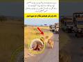 A small animal drove away the entire herd.#shortsvideo #drove #trending #allah #shorts #kindness