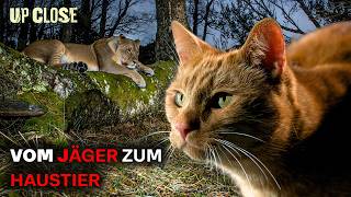 Warum deine Hauskatze zu 96% ein Tiger ist | Tierdoku