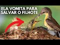 COMO AS AVES CUIDAM DOS FILHOTES