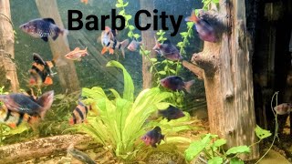 Barb City: Tour all my Barb Aquariums including a tank of Barbs mixed in with Shubunkin Goldfish