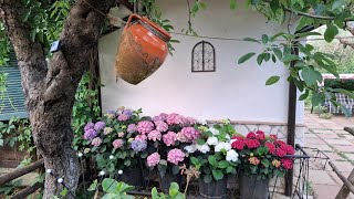 My Italian life vibrant and mighty