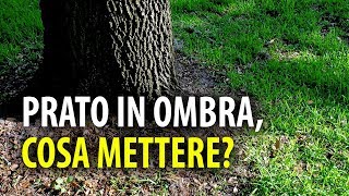 Prato In Ombra. Cosa Mettere?