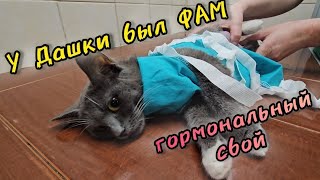Операция изменила жизнь Дашки за пару дней! Перевоплощение из грустной кошки в мурчащую красотку