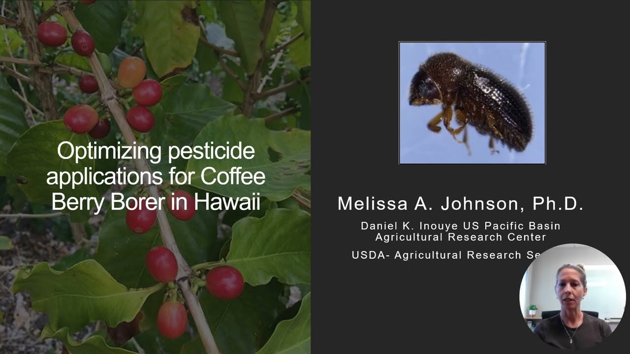 Optimizing Pesticide Applications for Coffee Berry Borer in Hawaii