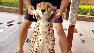 Cheetah Gerda at the massage session! We have the best cat brushes only here!