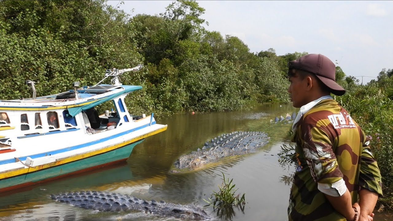 Naik kapal kesarang buaya terbesar yang tak terhitung jumlahnya