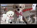 [하늘보리 성장일기#3] 견생5개월 말티푸의 개꿀템! (멍가드, 쇼파계단, 강아지 자동급식기, 장난감)