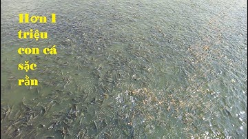 1 triệu con cá sặc rằn - kỹ thuật ươm cá sặc rằn đặt kết quả cao/fish