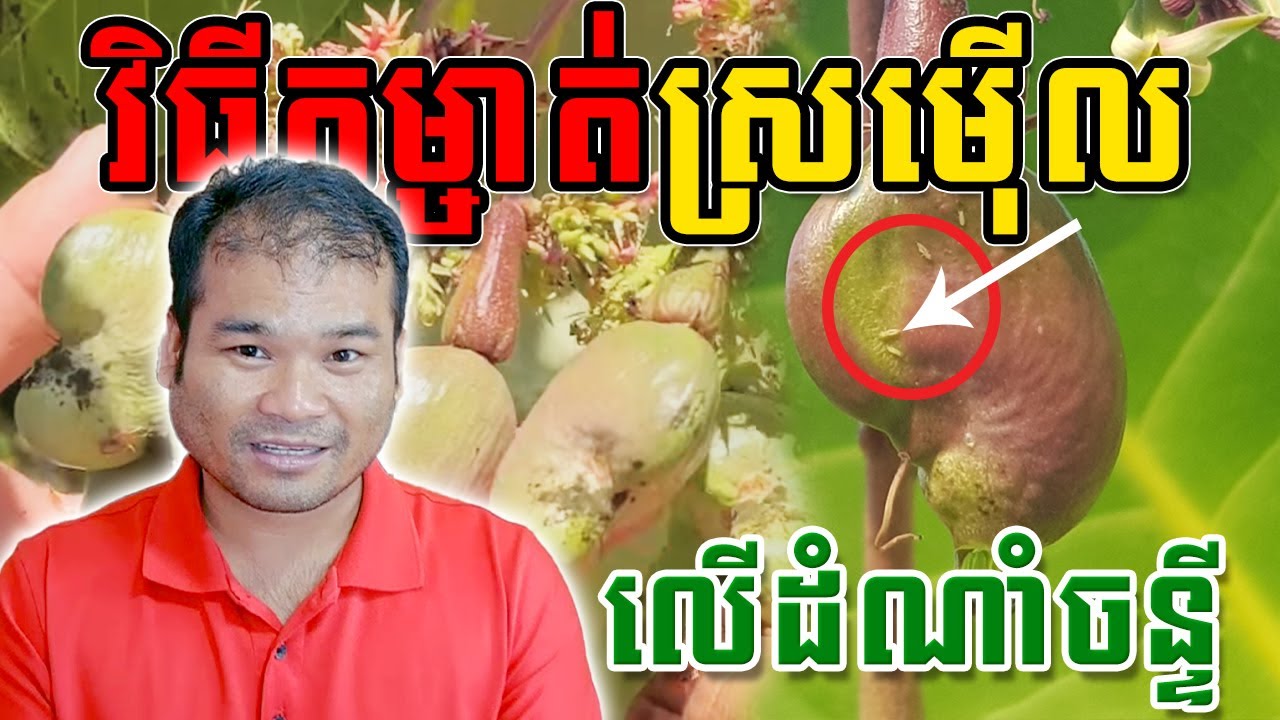 វិធីកម្ចាត់ស្រម៉ើលលើដំណាំចន្ទី និងការប្រើប្រាស់ថ្នាំកម្ចាត់ស្រមើល #satisfying  #farming #agriculture