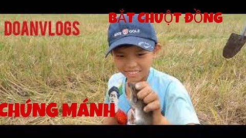 đào hang bắt chuột đồng mùa gặt lúa|bắt mỏi tay|DOANVLOGS.