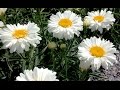 Best Perennials, Leucanthemum 'Paladin' (Shasta Daisy)