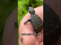 Washed out by yesterdays flood. #turtle #turtlewatching #nature #tinyturtle #hatchling