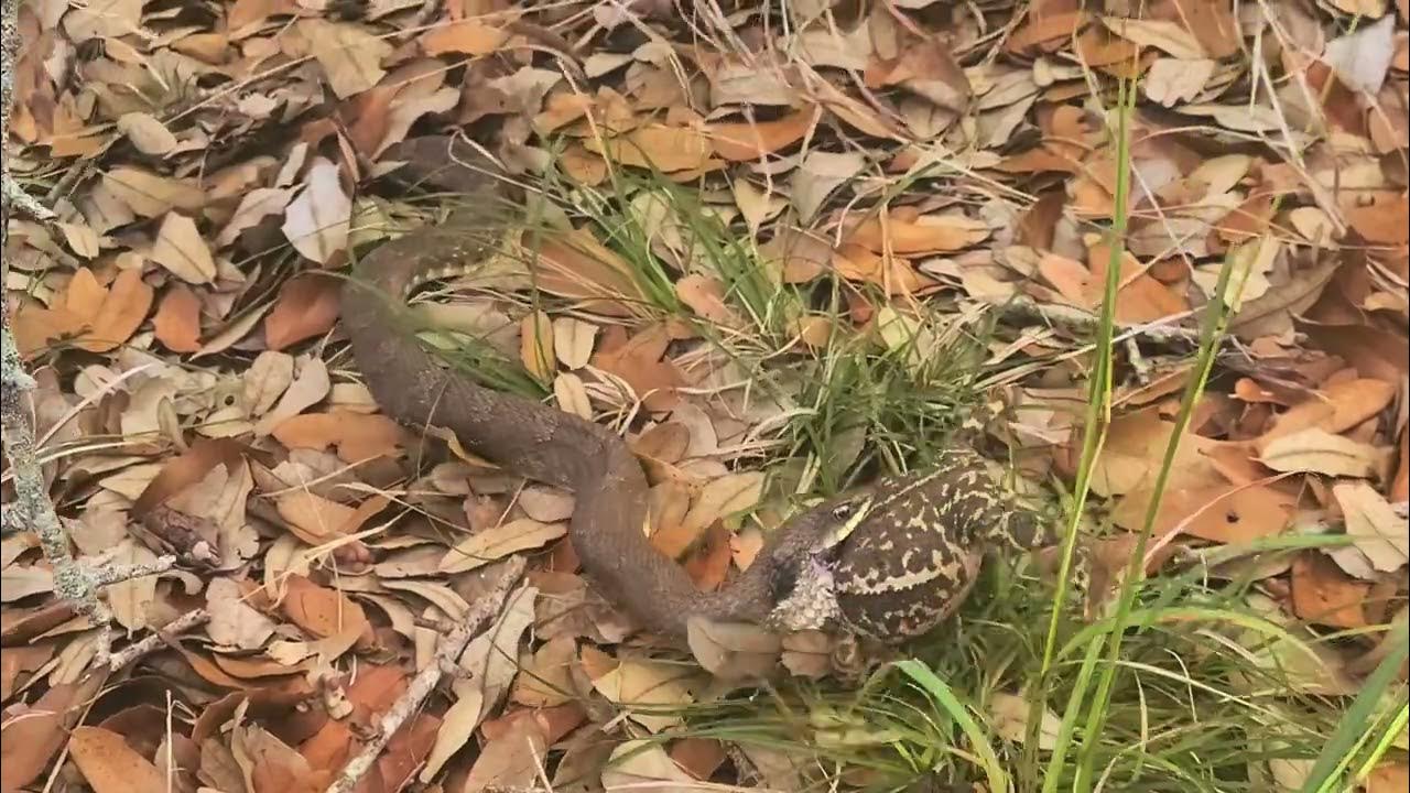 Cottonmouth snake eats a huge toad! YouTube