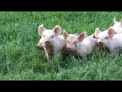 Video: Bordet i køkkenet er centrum. Træf det rigtige valg