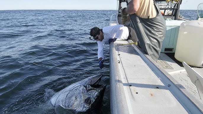 Amazing Gian Tuna Fishing longline Handline videos - Fisherman Big