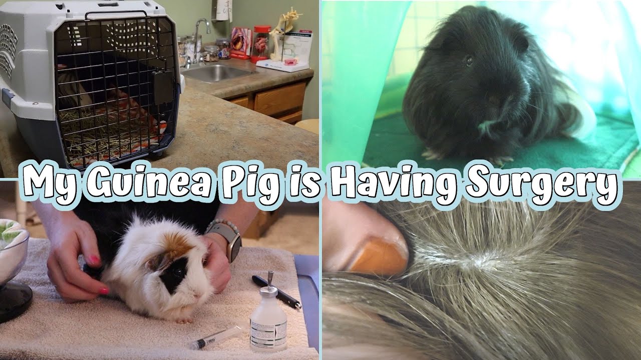 My Guinea Pigs go to the Vet! // guinea pig lice, overgrown teeth