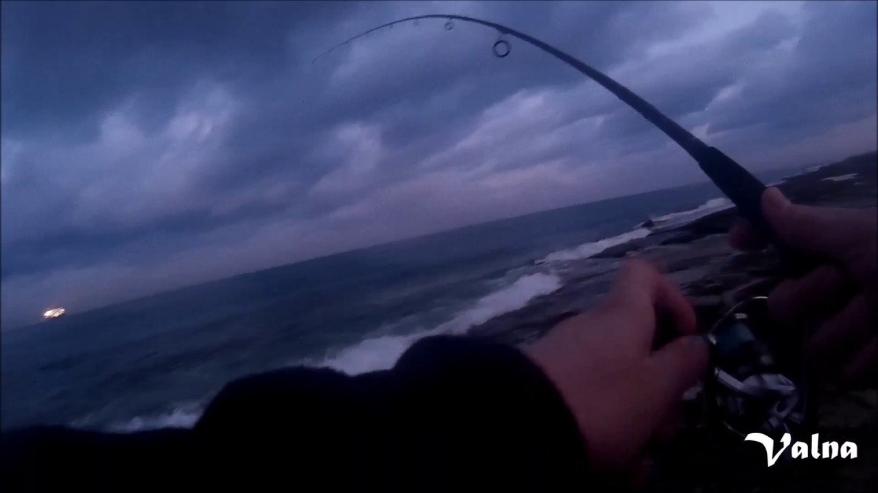 Baby spanish mackerel C&R YouTube