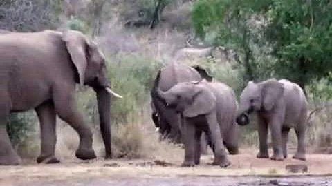 African Safari! Elephants chasing an Eland! And mo...