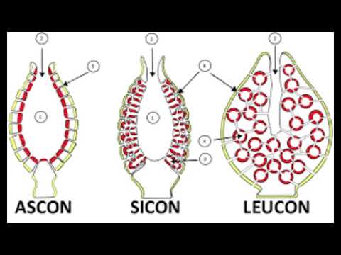 Video: ¿Qué es excurrente en biología?