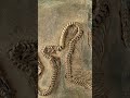 सब से बड़ा साप Titanoboa #shots #fact #snake #titanoboasnake #true #bigsnake #khnowledge #reelshorts