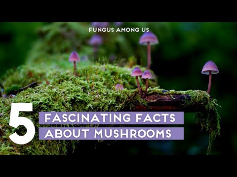 Fungus Among Us: 5 Fascinating Facts About Mushrooms🍄