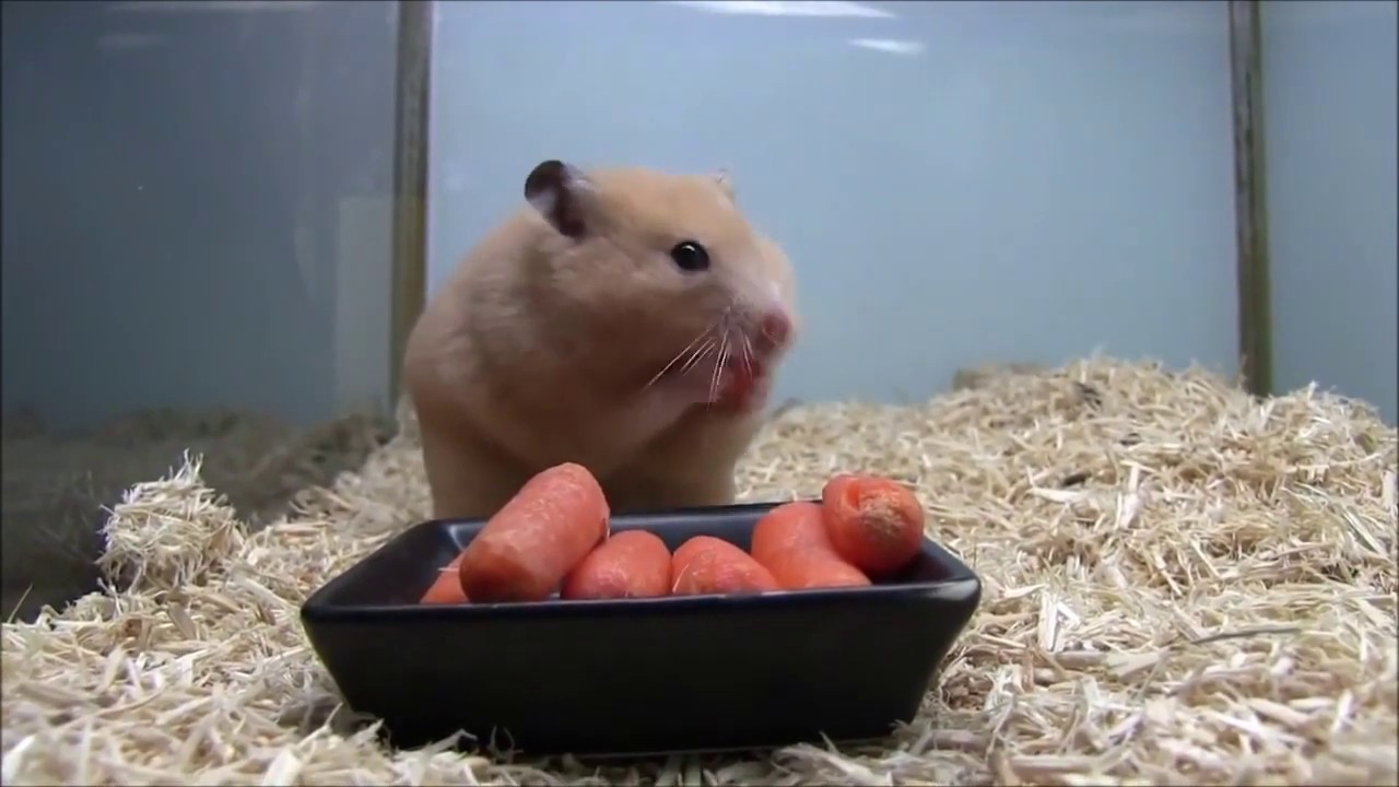 ������ ����� ������� ����