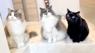 [Big Scandinavian Cat] We don't like staying home! It's too hard to see you off 💦 by Talking weegieTV Richard 381 views 3 months ago 5 minutes, 21 seconds