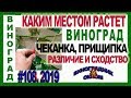 🍇 Узнай ЭТО. Чеканка и Прищипка. В чём различие и в чем сходство. Когда применять?