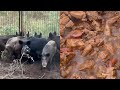 Trapping Wild Pigs In Louisiana(Catch*Clean*Cook) Cajun Jambalaya