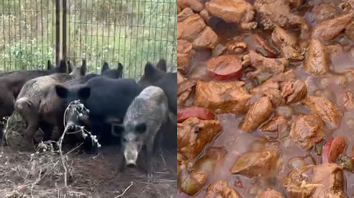 Trapping Wild Pigs In Louisiana(Catch*...  Cajun J...
