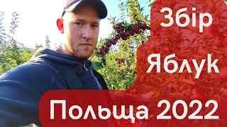 Збір Яблук Польща 🍎🍎🍎 , Робота в Польщі, Знову в Польщі