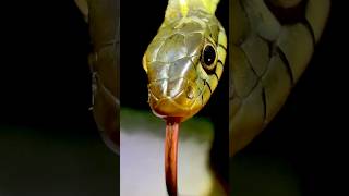 Protect native snakes. #conservation #nature #ecosystem #everglades #snake #reptile #kiss #wildlife
