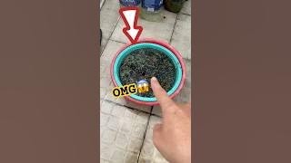 change water for wild betta#bettafishtank #wildbetta