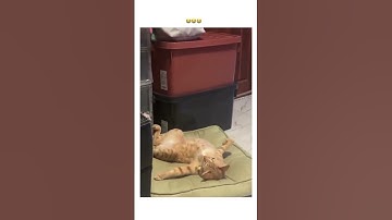 Kittyo like nah I’m just enjoying life early on a Friday can’t nobody stop me