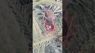 colorful butterfly birlds agar ap logo acha lge to pzl subscribe kre 🙏🙏