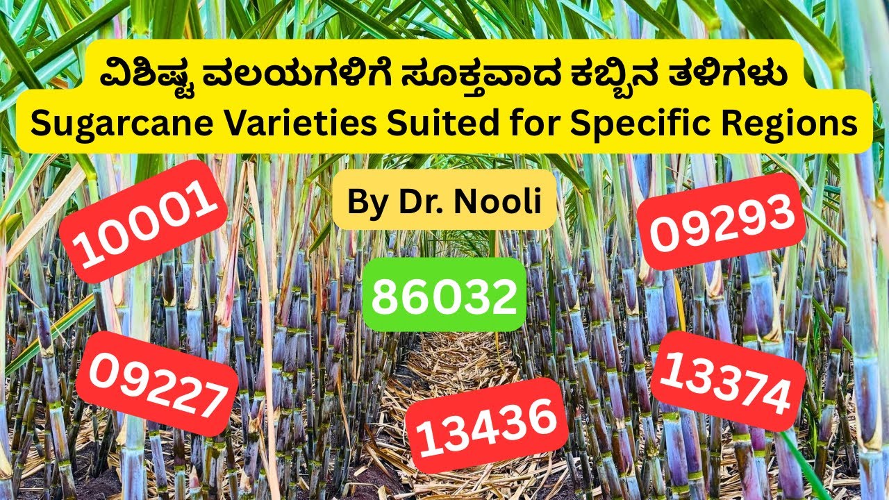 ವಿಶಿಷ್ಟ ವಲಯಗಳಿಗೆ ಸೂಕ್ತವಾದ ಕಬ್ಬಿನ ತಳಿಗಳು | Sugarcane Varieties Suited for Specific Regions