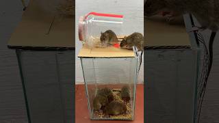Creative Ideas To Make Mouse Traps At Home #Rattrap #Rat #Mousetrap #Shorts