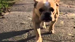 Shortybull Project by CanineDogProject 747 views 8 years ago 1 minute, 22 seconds